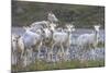 Mountain Goats, Kongakut River, ANWR, Alaska, USA-Tom Norring-Mounted Photographic Print
