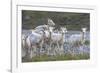Mountain Goats, Kongakut River, ANWR, Alaska, USA-Tom Norring-Framed Photographic Print