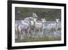 Mountain Goats, Kongakut River, ANWR, Alaska, USA-Tom Norring-Framed Photographic Print