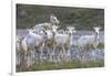 Mountain Goats, Kongakut River, ANWR, Alaska, USA-Tom Norring-Framed Photographic Print