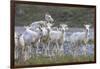 Mountain Goats, Kongakut River, ANWR, Alaska, USA-Tom Norring-Framed Photographic Print