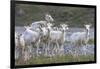 Mountain Goats, Kongakut River, ANWR, Alaska, USA-Tom Norring-Framed Photographic Print