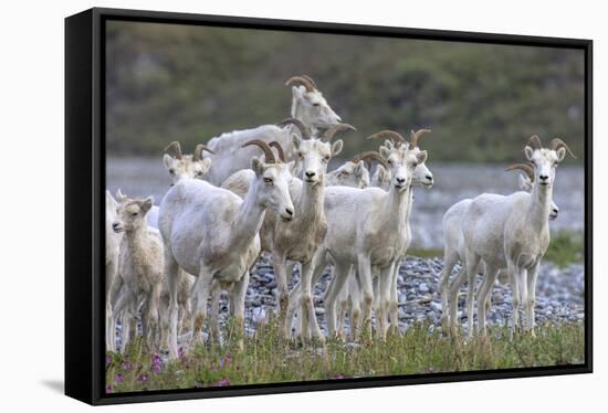 Mountain Goats, Kongakut River, ANWR, Alaska, USA-Tom Norring-Framed Stretched Canvas