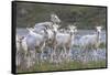 Mountain Goats, Kongakut River, ANWR, Alaska, USA-Tom Norring-Framed Stretched Canvas