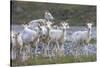 Mountain Goats, Kongakut River, ANWR, Alaska, USA-Tom Norring-Stretched Canvas