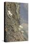 Mountain Goats, Kongakut River, ANWR, Alaska, USA-Tom Norring-Stretched Canvas