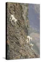 Mountain Goats, Kongakut River, ANWR, Alaska, USA-Tom Norring-Stretched Canvas