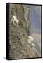 Mountain Goats, Kongakut River, ANWR, Alaska, USA-Tom Norring-Framed Stretched Canvas