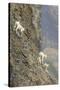 Mountain Goats, Kongakut River, ANWR, Alaska, USA-Tom Norring-Stretched Canvas