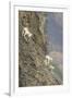 Mountain Goats, Kongakut River, ANWR, Alaska, USA-Tom Norring-Framed Premium Photographic Print