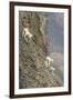 Mountain Goats, Kongakut River, ANWR, Alaska, USA-Tom Norring-Framed Premium Photographic Print