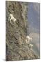 Mountain Goats, Kongakut River, ANWR, Alaska, USA-Tom Norring-Mounted Premium Photographic Print