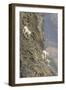 Mountain Goats, Kongakut River, ANWR, Alaska, USA-Tom Norring-Framed Photographic Print