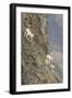 Mountain Goats, Kongakut River, ANWR, Alaska, USA-Tom Norring-Framed Photographic Print