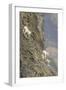 Mountain Goats, Kongakut River, ANWR, Alaska, USA-Tom Norring-Framed Photographic Print