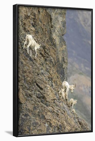 Mountain Goats, Kongakut River, ANWR, Alaska, USA-Tom Norring-Framed Photographic Print