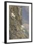 Mountain Goats, Kongakut River, ANWR, Alaska, USA-Tom Norring-Framed Photographic Print