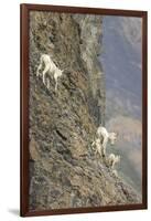 Mountain Goats, Kongakut River, ANWR, Alaska, USA-Tom Norring-Framed Photographic Print