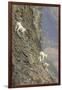 Mountain Goats, Kongakut River, ANWR, Alaska, USA-Tom Norring-Framed Photographic Print