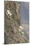 Mountain Goats, Kongakut River, ANWR, Alaska, USA-Tom Norring-Mounted Premium Photographic Print