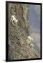 Mountain Goats, Kongakut River, ANWR, Alaska, USA-Tom Norring-Framed Premium Photographic Print