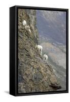 Mountain Goats, Kongakut River, ANWR, Alaska, USA-Tom Norring-Framed Stretched Canvas