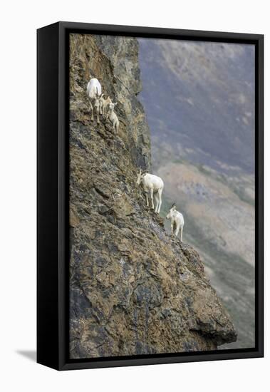 Mountain Goats, Kongakut River, ANWR, Alaska, USA-Tom Norring-Framed Stretched Canvas