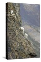 Mountain Goats, Kongakut River, ANWR, Alaska, USA-Tom Norring-Stretched Canvas