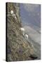 Mountain Goats, Kongakut River, ANWR, Alaska, USA-Tom Norring-Stretched Canvas