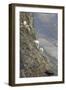 Mountain Goats, Kongakut River, ANWR, Alaska, USA-Tom Norring-Framed Photographic Print