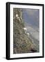 Mountain Goats, Kongakut River, ANWR, Alaska, USA-Tom Norring-Framed Photographic Print