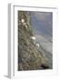 Mountain Goats, Kongakut River, ANWR, Alaska, USA-Tom Norring-Framed Photographic Print