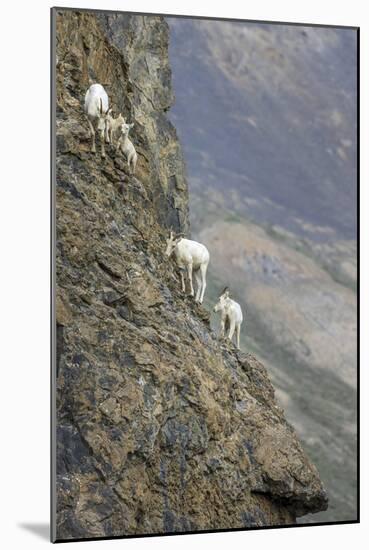 Mountain Goats, Kongakut River, ANWR, Alaska, USA-Tom Norring-Mounted Photographic Print