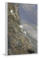 Mountain Goats, Kongakut River, ANWR, Alaska, USA-Tom Norring-Framed Photographic Print