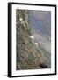 Mountain Goats, Kongakut River, ANWR, Alaska, USA-Tom Norring-Framed Photographic Print