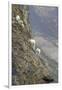 Mountain Goats, Kongakut River, ANWR, Alaska, USA-Tom Norring-Framed Premium Photographic Print