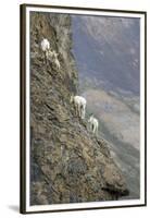 Mountain Goats, Kongakut River, ANWR, Alaska, USA-Tom Norring-Framed Premium Photographic Print