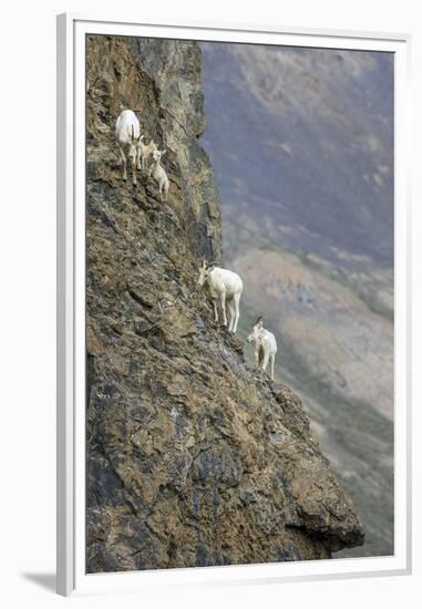 Mountain Goats, Kongakut River, ANWR, Alaska, USA-Tom Norring-Framed Premium Photographic Print