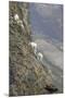 Mountain Goats, Kongakut River, ANWR, Alaska, USA-Tom Norring-Mounted Premium Photographic Print