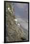 Mountain Goats, Kongakut River, ANWR, Alaska, USA-Tom Norring-Framed Premium Photographic Print