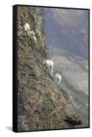 Mountain Goats, Kongakut River, ANWR, Alaska, USA-Tom Norring-Framed Stretched Canvas