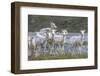 Mountain Goats, Kongakut River, ANWR, Alaska, USA-Tom Norring-Framed Photographic Print