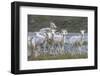 Mountain Goats, Kongakut River, ANWR, Alaska, USA-Tom Norring-Framed Photographic Print