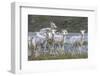 Mountain Goats, Kongakut River, ANWR, Alaska, USA-Tom Norring-Framed Photographic Print