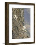 Mountain Goats, Kongakut River, ANWR, Alaska, USA-Tom Norring-Framed Photographic Print