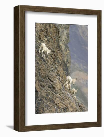 Mountain Goats, Kongakut River, ANWR, Alaska, USA-Tom Norring-Framed Photographic Print