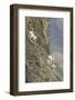 Mountain Goats, Kongakut River, ANWR, Alaska, USA-Tom Norring-Framed Photographic Print