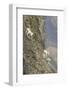 Mountain Goats, Kongakut River, ANWR, Alaska, USA-Tom Norring-Framed Photographic Print