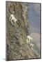 Mountain Goats, Kongakut River, ANWR, Alaska, USA-Tom Norring-Mounted Photographic Print