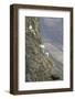 Mountain Goats, Kongakut River, ANWR, Alaska, USA-Tom Norring-Framed Photographic Print